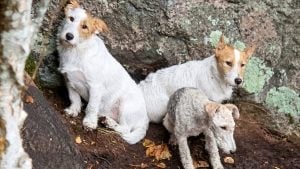 Illustration : "« Rien pour rendre un sauvetage facile » : 3 chiens bloqués, plus de 5 heures de descentes en rappel"