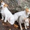 Illustration : &laquo; Rien pour rendre un sauvetage facile &raquo; : 3 chiens bloqu&eacute;s, plus de 5 heures de descentes en rappel
