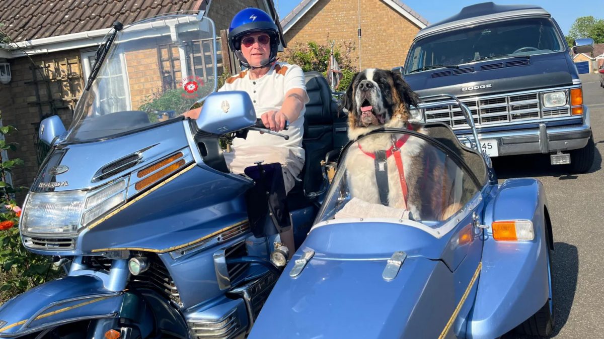 Illustration : "Arrêté 3 fois par la police pour des photos : ce Saint-Bernard voyage en side-car avec son maître de 78 ans (vidéo)"