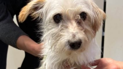 Illustration : Narbonne : abandonn&eacute;e dans une benne &agrave; ordures, cette chienne avait la museli&egrave;re scotch&eacute;e sur le museau