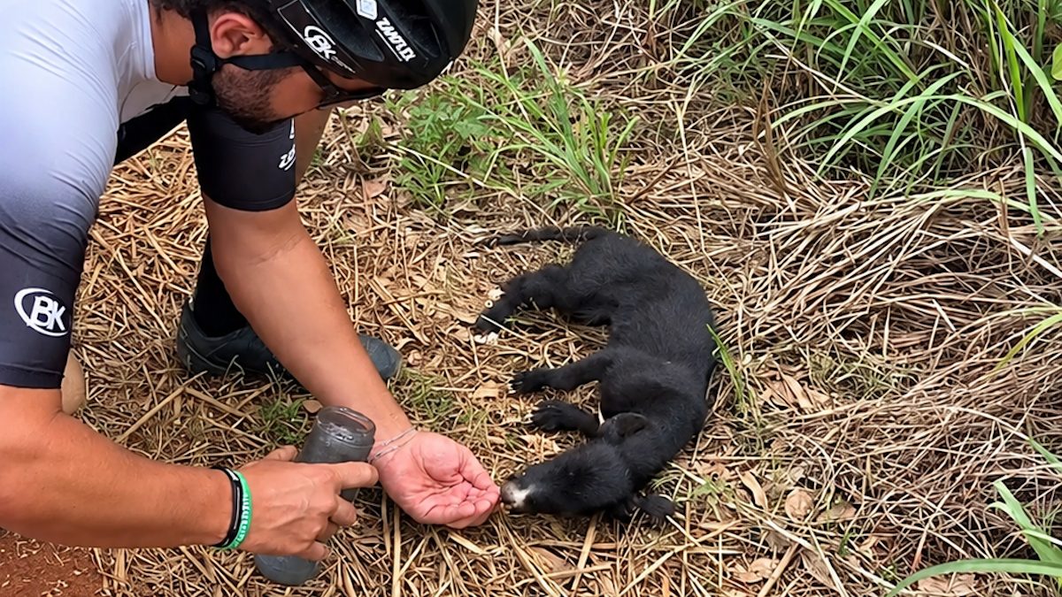 Illustration : "Seul au bord d'un chemin de terre, ce chiot montre son ventre au cycliste qui s'arrête pour lui (vidéo)"
