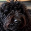 Illustration : Une chienne de th&eacute;rapie dispara&icirc;t, pr&egrave;s de 1 000 euros sont promis pour la retrouver