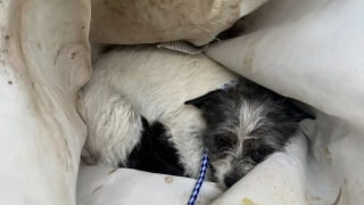 Illustration : "Abandonnée dans un verger, cette chienne prend soin de ses 4 chiots et de 6 autres qui ne sont pas les siens"