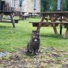 Illustration : Ce chat s&rsquo;installe dans un manoir historique, mais son origine reste un myst&egrave;re jusqu&rsquo;&agrave; une visite chez le v&eacute;t&eacute;rinaire