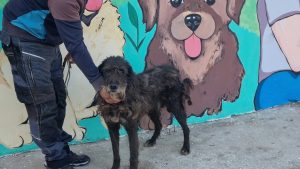 Illustration : « Ne laissons pas son dernier souvenir être celui d’un box » : ce chien attend depuis 2 ans en fourrière (vidéo)