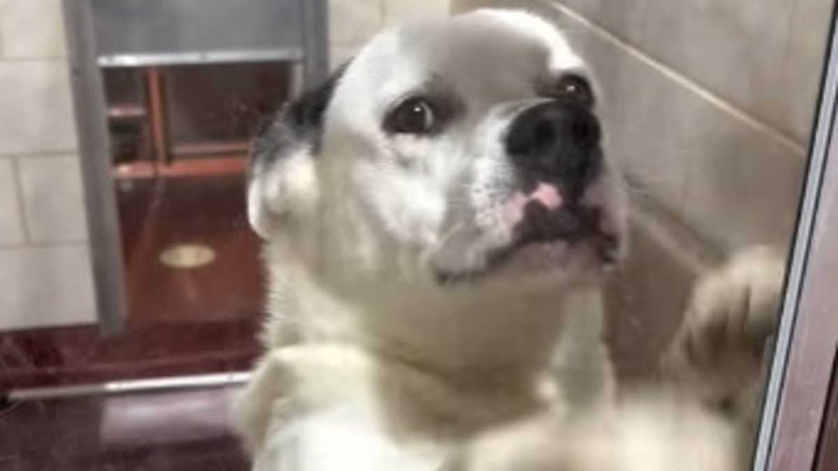 Illustration : "Ce chien gratte la vitre de son box sans être adopté, puis un bénévole raconte son histoire en vidéo"