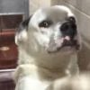Illustration : Ce chien gratte la vitre de son box sans &ecirc;tre adopt&eacute;, puis un b&eacute;n&eacute;vole raconte son histoire en vid&eacute;o