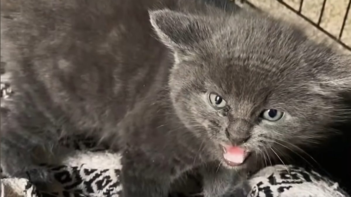 Illustration : "Trouvé sous une poubelle, ce chaton mord la main venue l’aider, mais sa sauveteuse ne renonce pas"