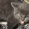 Illustration : Trouv&eacute; sous une poubelle, ce chaton mord la main venue l&rsquo;aider, mais sa sauveteuse ne renonce pas