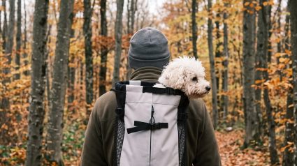 Illustration : Balades, vir&eacute;es en ville&hellip; Ces sacs de transport facilitent les sorties avec votre chien ou votre chat