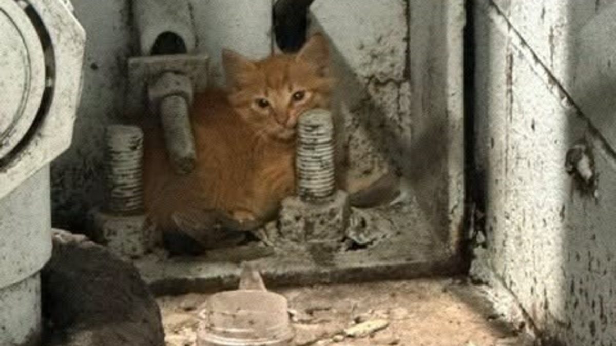 Illustration : "Des employés se précipitent pour secourir 5 chatons là où les camions déversent leurs déchets"