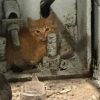 Illustration : Des employ&eacute;s se pr&eacute;cipitent pour secourir 5 chatons l&agrave; o&ugrave; les camions d&eacute;versent leurs d&eacute;chets