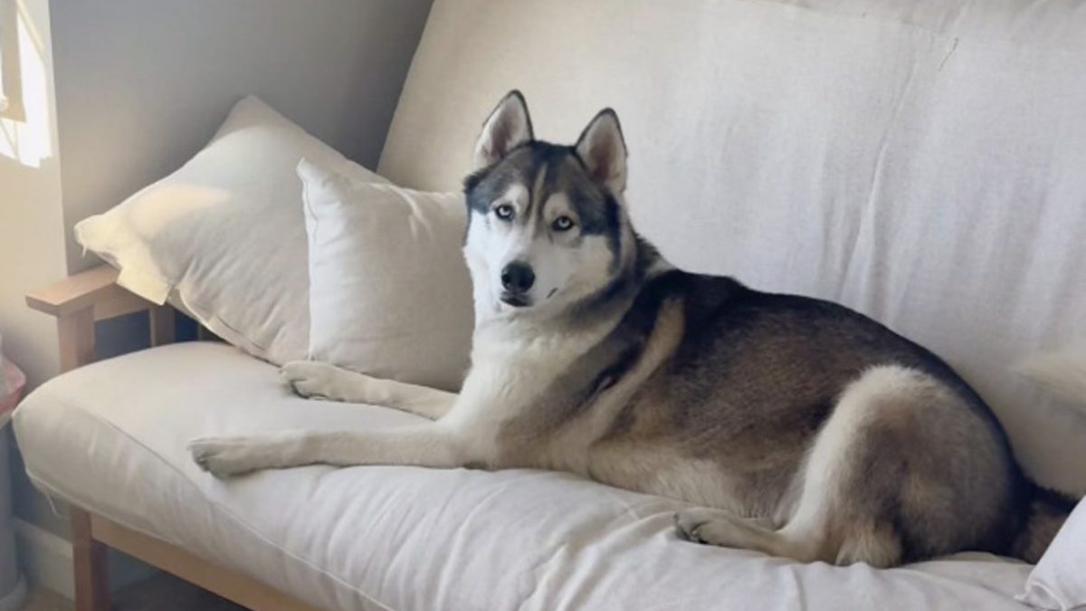 Illustration : "« Quand ton âme sœur se gare à côté de toi » : coincé dans les bouchons, ce Husky fait une belle rencontre dans la voiture d'à côté (vidéo)"