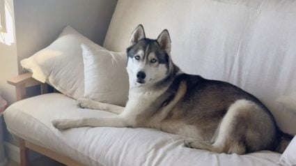 Illustration : &laquo; Quand ton &acirc;me s&oelig;ur se gare &agrave; c&ocirc;t&eacute; de toi &raquo; : coinc&eacute; dans les bouchons, ce Husky fait une belle rencontre dans la voiture d'&agrave; c&ocirc;t&eacute; (vid&eacute;o)