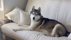 Illustration : « Quand ton âme sœur se gare à côté de toi » : coincé dans les bouchons, ce Husky fait une belle rencontre dans la voiture d'à côté (vidéo)
