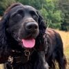 Illustration : &laquo; C'est une superstar &raquo; : ce chien aveugle reprend ses activit&eacute;s avec l'aide de son &eacute;ducatrice (vid&eacute;o)