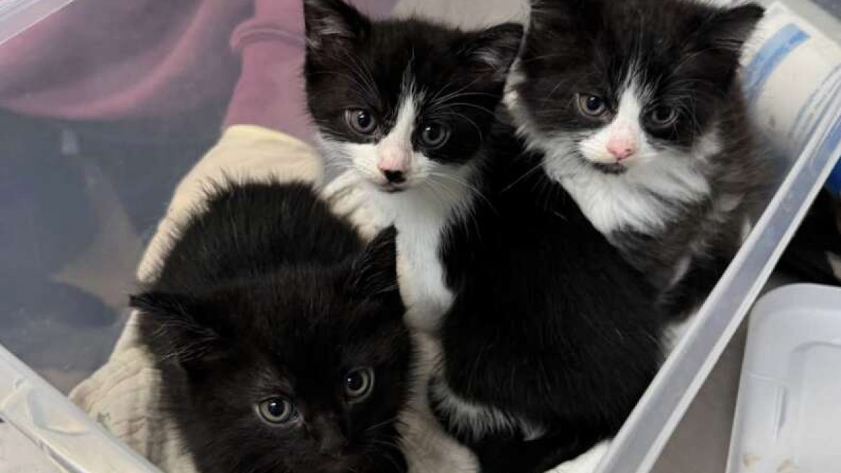 Illustration : "Dans 2 bacs empilés, une chatte et ses 3 chatons halètent quand une vétérinaire les découvre"