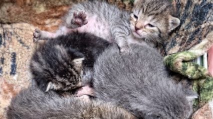 Illustration : &Agrave; environ 2 semaines, 6 chatons abandonn&eacute;s avec leur m&egrave;re ont pass&eacute; des heures dans le froid