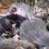Illustration : &Agrave; environ 2 semaines, 6 chatons abandonn&eacute;s avec leur m&egrave;re ont pass&eacute; des heures dans le froid