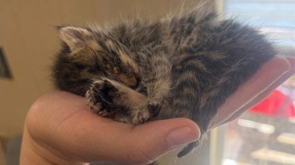 Illustration : Une expulsion r&eacute;v&egrave;le 14 chats dans une caravane insalubre, dont plusieurs tr&egrave;s maigres