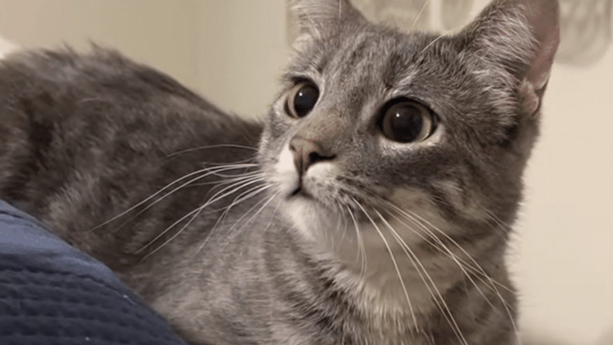 Illustration : "Cette chatte rapportée 3 fois au refuge alerte un voisin quand son adoptant fait un malaise"