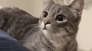 Illustration : Cette chatte rapportée 3 fois au refuge alerte un voisin quand son adoptant fait un malaise