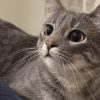 Illustration : Cette chatte rapport&eacute;e 3 fois au refuge alerte un voisin quand son adoptant fait un malaise