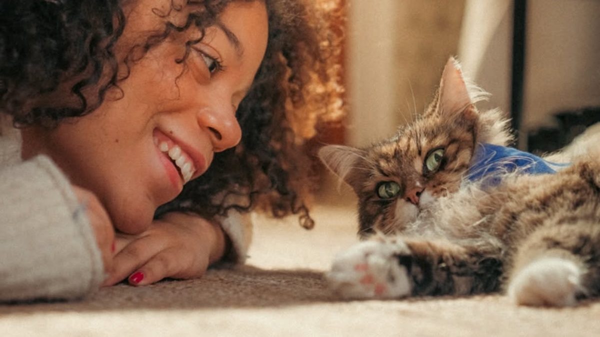 Illustration : "Balade des Chats Agria : une photo ou une vidéo de votre félin permet un don de 5 € au profit d’une association"