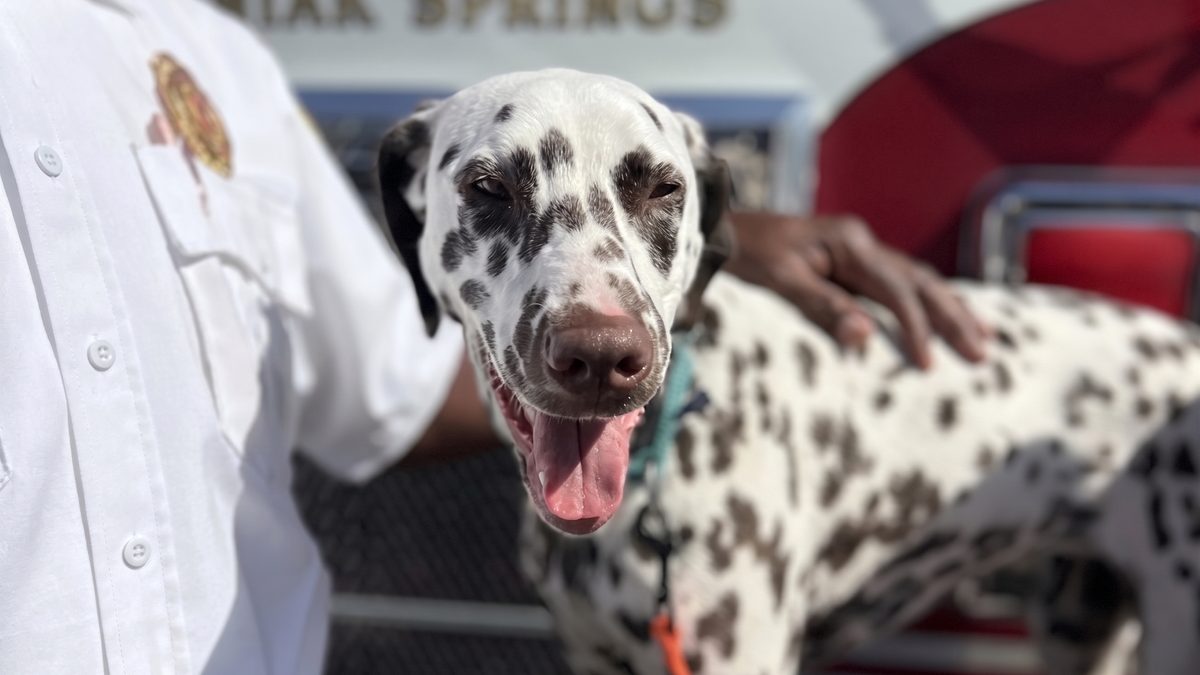 Illustration : "Séparée de son maître à 1 an, cette Dalmatienne trouve une nouvelle famille chez les pompiers"