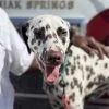 Illustration : S&eacute;par&eacute;e de son ma&icirc;tre &agrave; 1 an, cette Dalmatienne trouve une nouvelle famille chez les pompiers