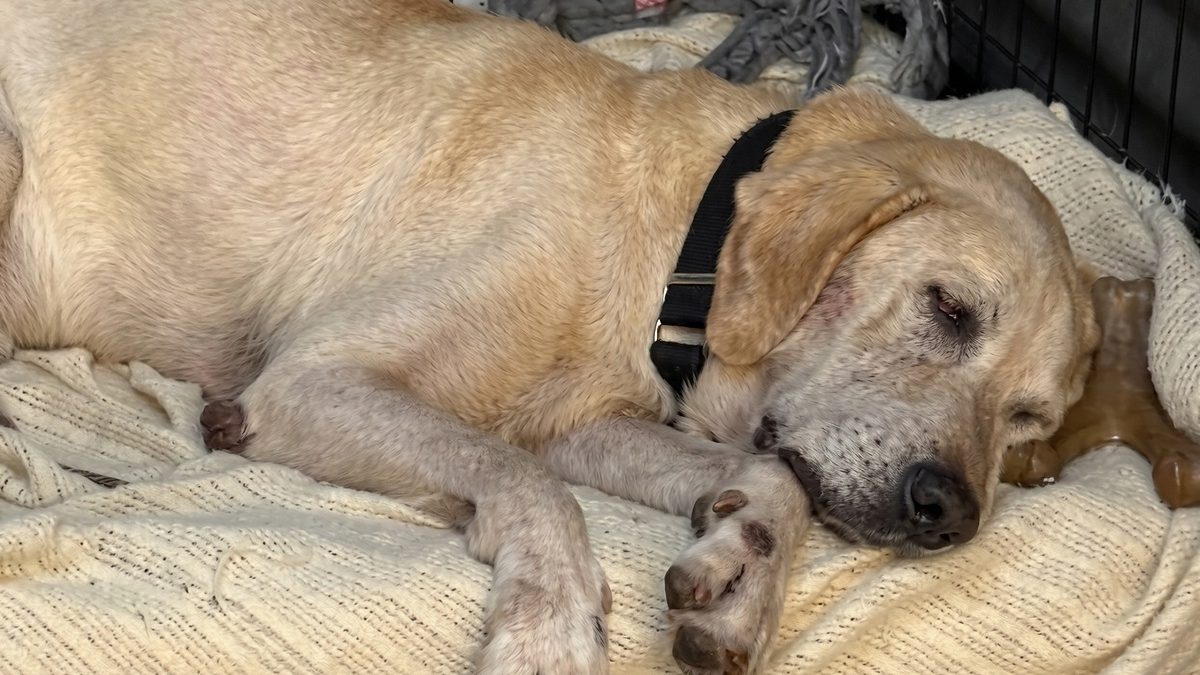 Illustration : "Labrador Retriever : personne n’a encore demandé à adopter ce chien de 10 ans, sauvé après une vie sur le béton"
