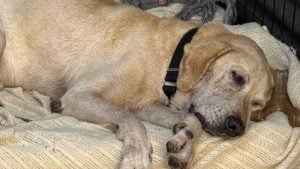 Illustration : "Labrador Retriever : personne n’a encore demandé à adopter ce chien de 10 ans, sauvé après une vie sur le béton"