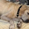 Illustration : Labrador Retriever : personne n&rsquo;a encore demand&eacute; &agrave; adopter ce chien de 10 ans, sauv&eacute; apr&egrave;s une vie sur le b&eacute;ton