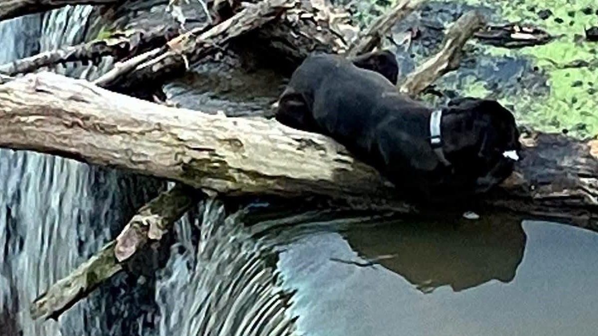 Illustration : "Un chien s'agrippant à un tronc au bord des chutes fait confiance à 3 plongeurs qui lui offrent des friandises"