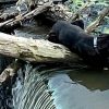 Illustration : Un chien s'agrippant &agrave; un tronc au bord des chutes fait confiance &agrave; 3 plongeurs qui lui offrent des friandises
