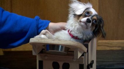 Illustration : Ce chien mange dans une chaise sur mesure et son refuge esp&egrave;re lui trouver une famille pour la vie