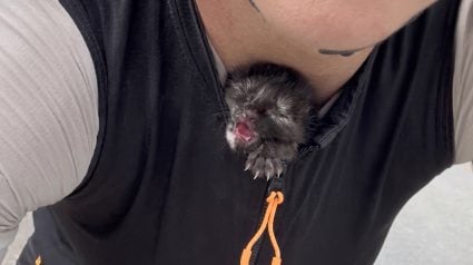 Illustration : Une cycliste d&eacute;couvre un chaton nouveau-n&eacute; au bord de la route et la glisse dans son maillot