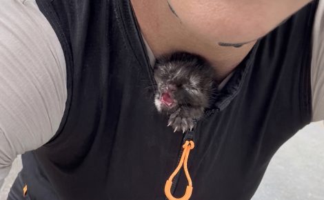 Une cycliste découvre un chaton nouveau-né au bord de la route et la glisse dans son maillot