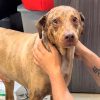 Illustration : Ce chien remue la queue pendant qu'un b&eacute;n&eacute;vole lit la lettre de sa ma&icirc;tresse atteinte d'un cancer