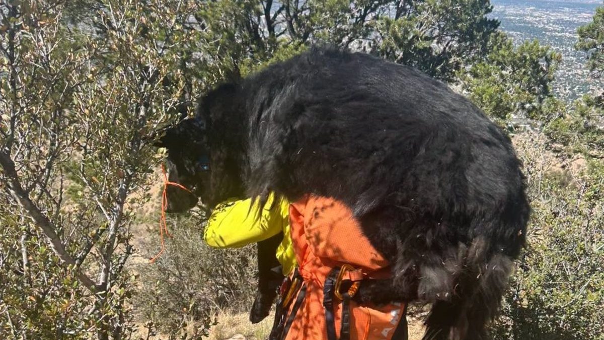 Illustration : "Des secouristes se relaient pour porter un chien de près de 60 kg sur leurs épaules en montagne"