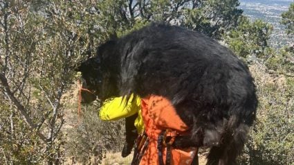Illustration : Des secouristes se relaient pour porter un chien de pr&egrave;s de 60 kg sur leurs &eacute;paules en montagne