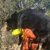 Illustration : Des secouristes se relaient pour porter un chien de pr&egrave;s de 60 kg sur leurs &eacute;paules en montagne