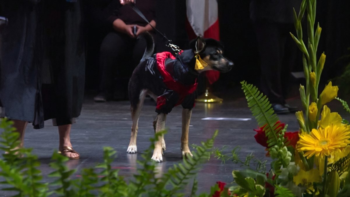 Illustration : "Des étudiants vétérinaires aident à sauver une chienne, puis l’applaudissent à leur remise de diplômes"