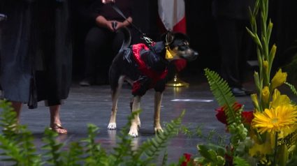 Illustration : Des &eacute;tudiants v&eacute;t&eacute;rinaires aident &agrave; sauver une chienne, puis l&rsquo;applaudissent &agrave; leur remise de dipl&ocirc;mes