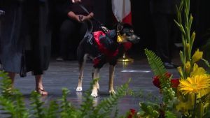 Illustration : Des étudiants vétérinaires aident à sauver une chienne, puis l’applaudissent à leur remise de diplômes