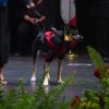 Illustration : Des &eacute;tudiants v&eacute;t&eacute;rinaires aident &agrave; sauver une chienne, puis l&rsquo;applaudissent &agrave; leur remise de dipl&ocirc;mes