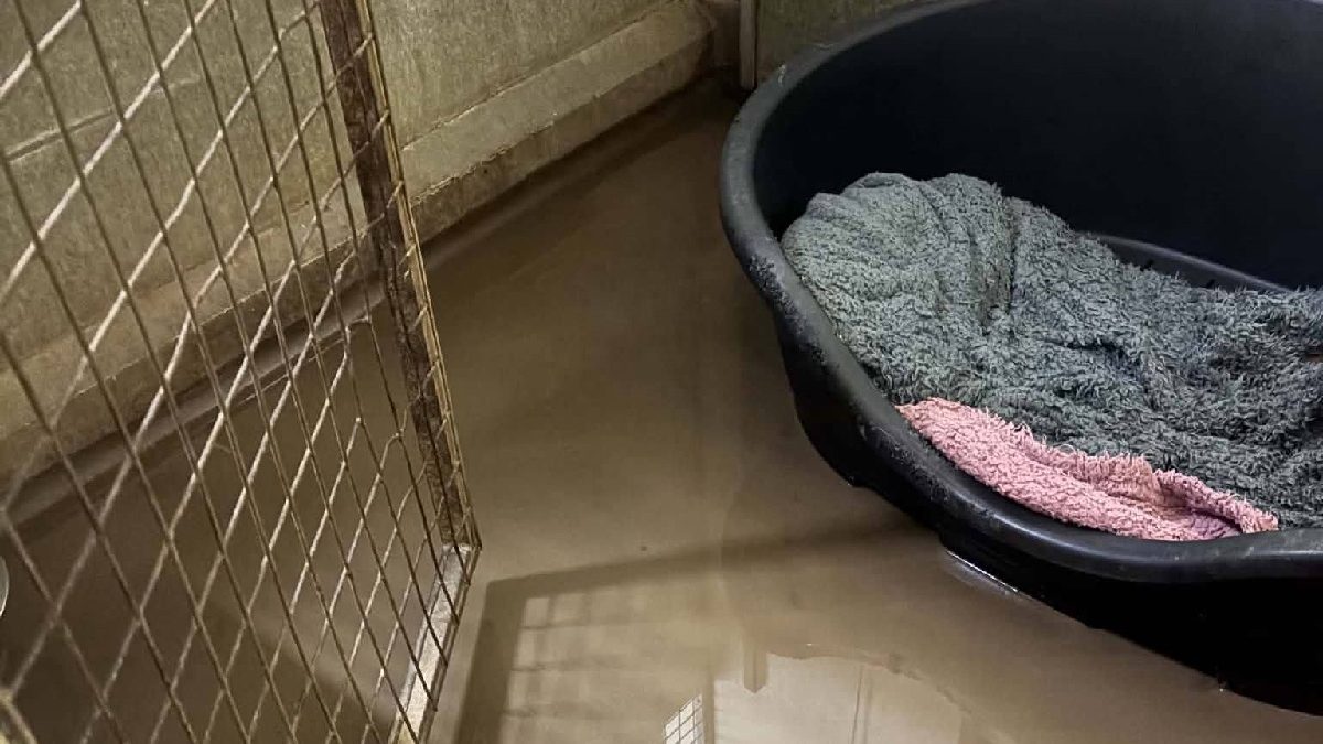 Illustration : "« C'était comme un déluge […] » : le personnel évacue 15 chiens de leur refuge envahi par l'eau"