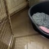 Illustration : &laquo; C'&eacute;tait comme un d&eacute;luge [&hellip;] &raquo; : le personnel &eacute;vacue 15 chiens de leur refuge envahi par l'eau