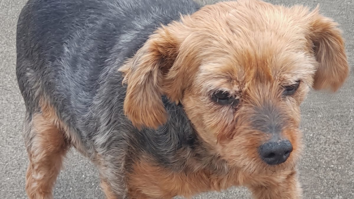 Illustration : "Yorkshire Terrier : La chienne Ina va bien après le coup de pied filmé que sa famille a découvert sur TikTok"