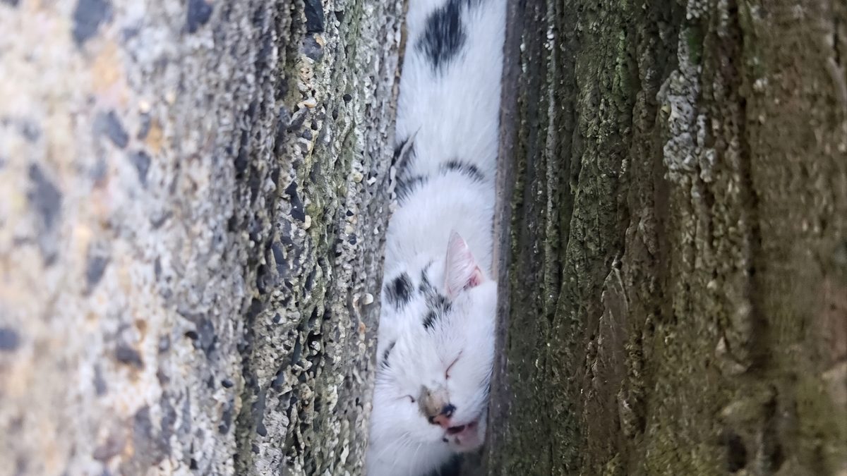 Illustration : "Un passant suit de petits cris jusqu'à une chatte coincée au fond d'une fissure entre 2 murs"